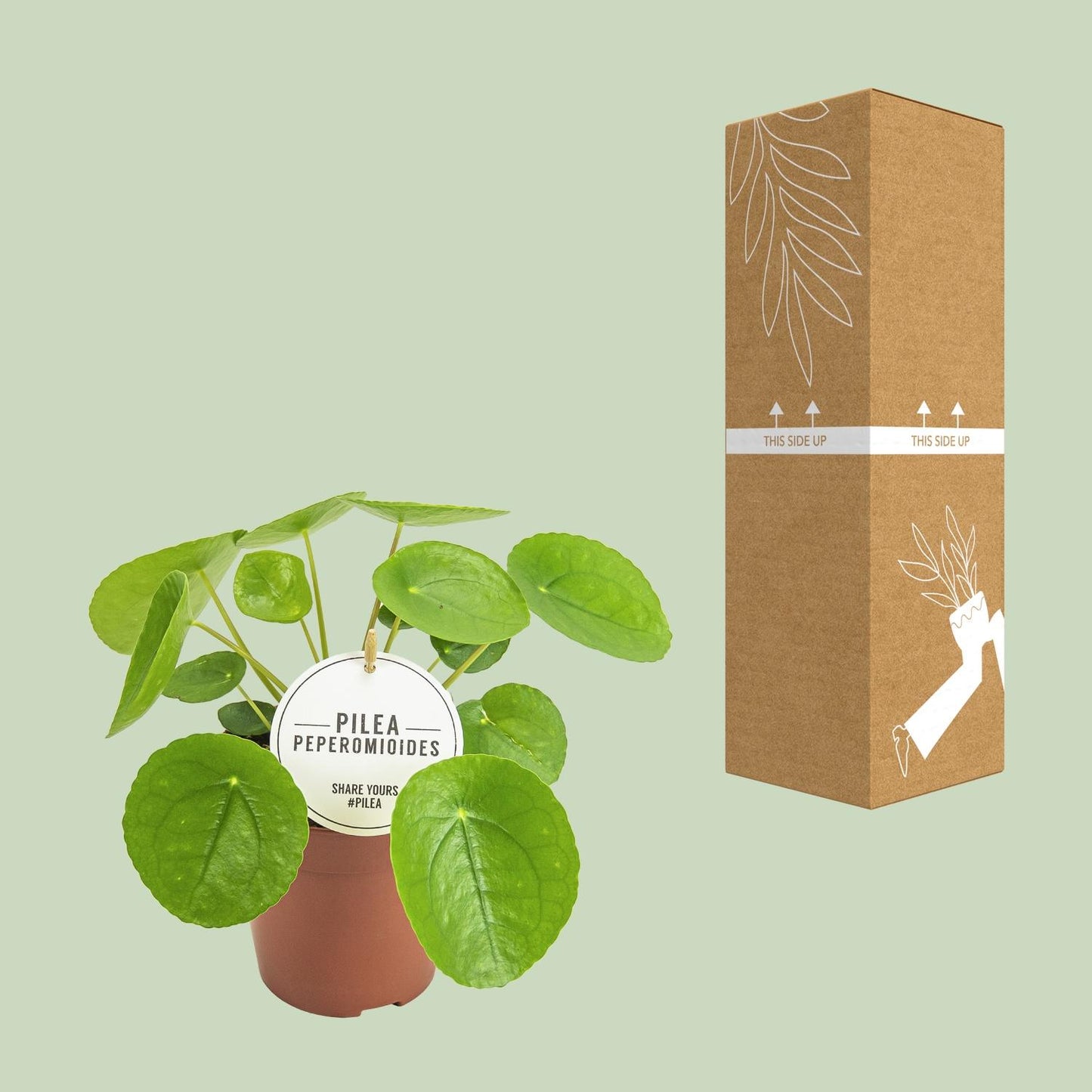 Pilea Peperomioides – Pflegeleichte Aluminium-Pflanze Ø13cm