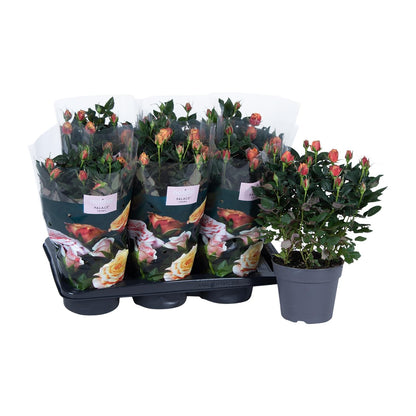 Topfrose Rosa Oranje Ø17cm – Blühende Eleganz & Pflegeleicht