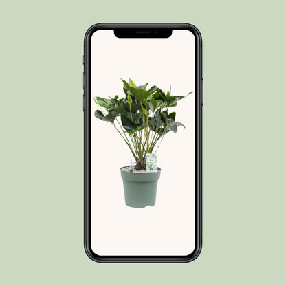 Anthurium Arrow – Pflegeleichte, luftreinigende Zimmerpflanze Ø30cm