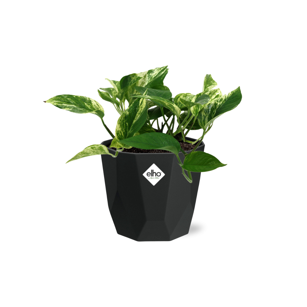 Scindapsus Marble Queen – Pflegeleichte Zimmerpflanze 14cm