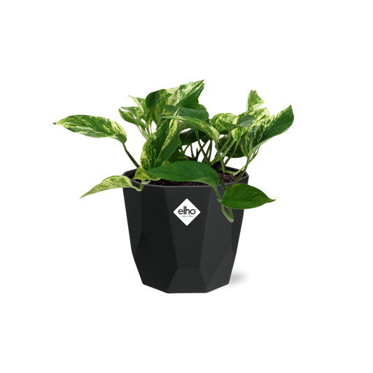 Scindapsus Marble Queen – Pflegeleichte Zimmerpflanze 14cm