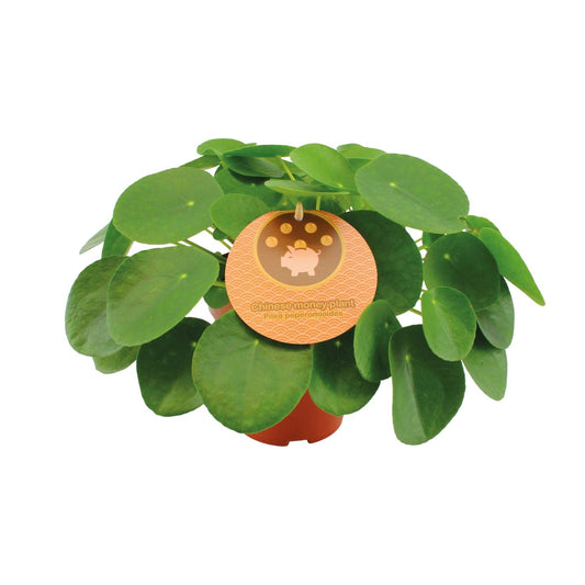 Pilea Peperomioides – Pflegeleichte Zimmerpflanze Ø15cm