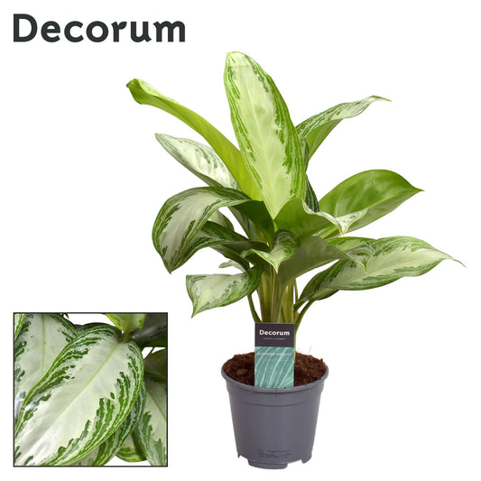 Aglaonema Silver Bay – Pflegeleichte Zimmerpflanze Ø14cm