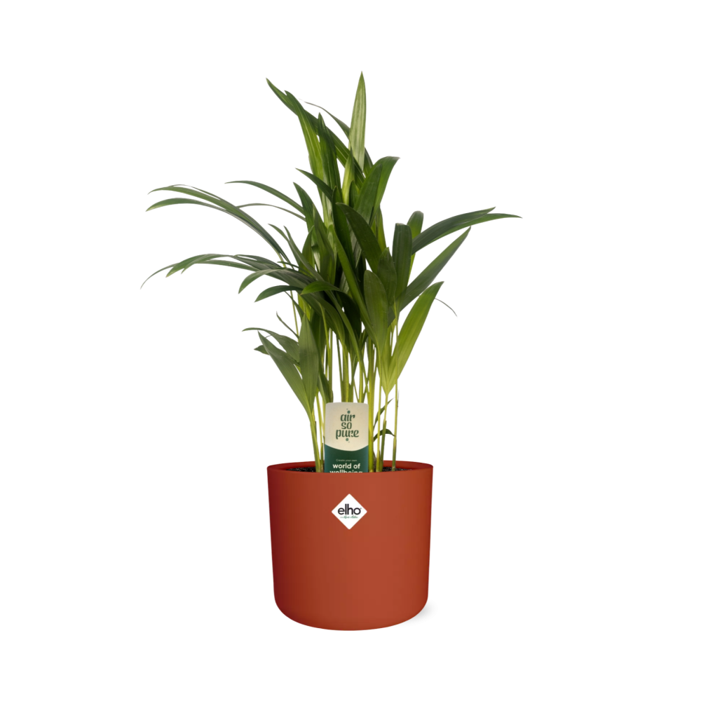 Dypsis Lutescens Bambuspalme 12 cm im ELHO b.for soft Topf