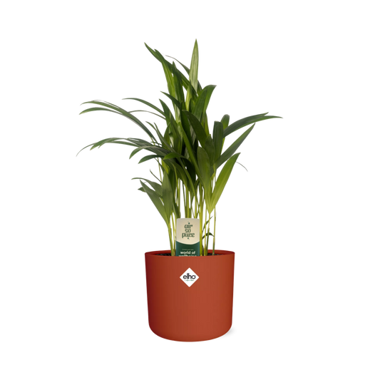 Dypsis Lutescens Bambuspalme 12 cm im ELHO b.for soft Topf