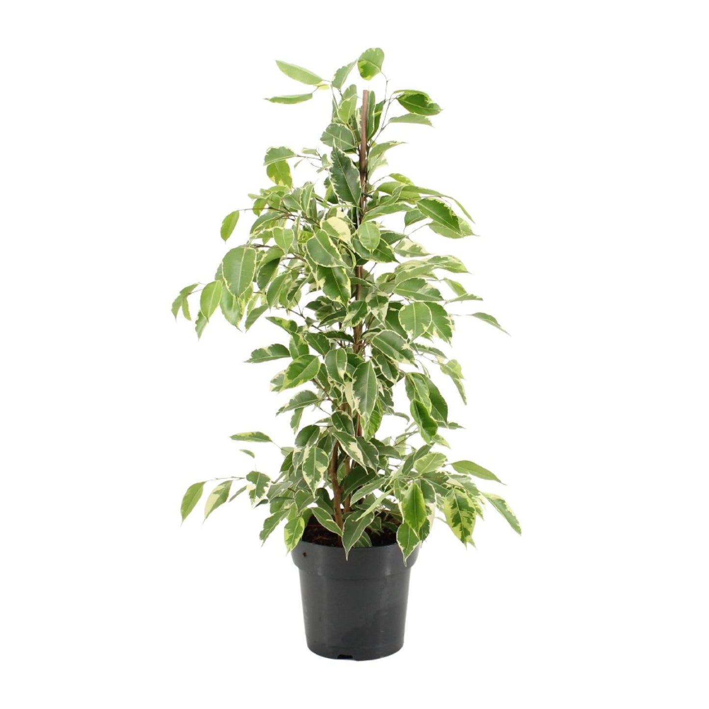 Ficus Benjamina Golden King – Pflegeleichte Zimmerpflanze Ø17cm