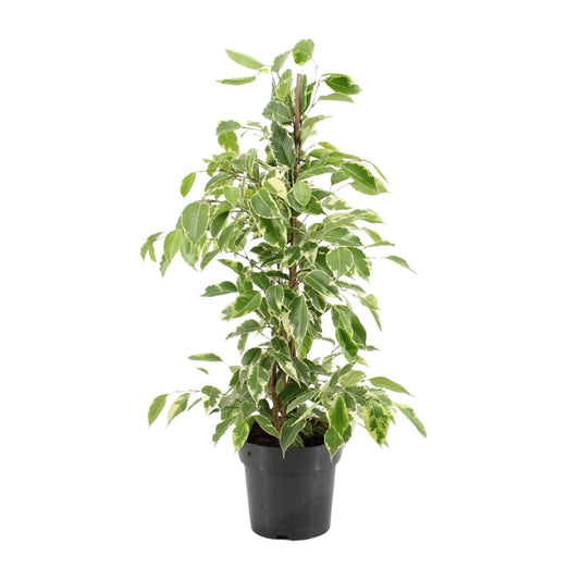 Ficus Benjamina Golden King – Pflegeleichte Zimmerpflanze Ø17cm
