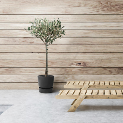 Olea Europaea – Mediterraner Olivenbaum Ø19cm, 90cm hoch