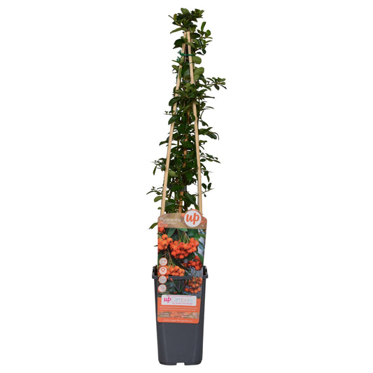 Pyracantha 'Orange Glow' – Robuster Feuerdorn mit leuchtenden Beeren