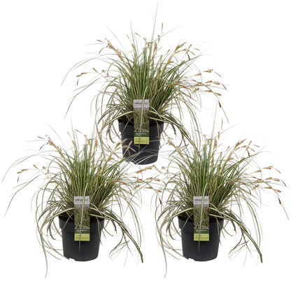 3x Carex hachijoensis 'Evergold' – Immergrünes Ziergras Ø14 cm