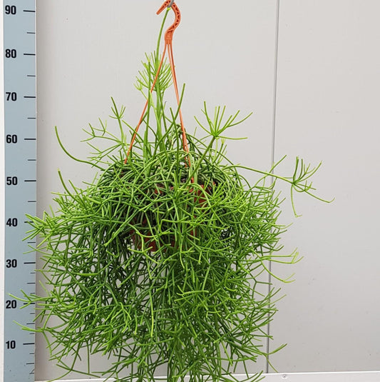Rhipsalis Heteroclada – Pflegeleichte luftreinigende Zimmerpflanze Ø20cm