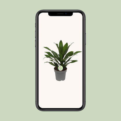 Dracaena Fragrans Grün – Pflegeleichte Zimmerpflanze Ø17cm