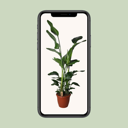 Strelitzia Nicolai – Exotische Paradiesvogelblume Ø36cm, 170cm hoch