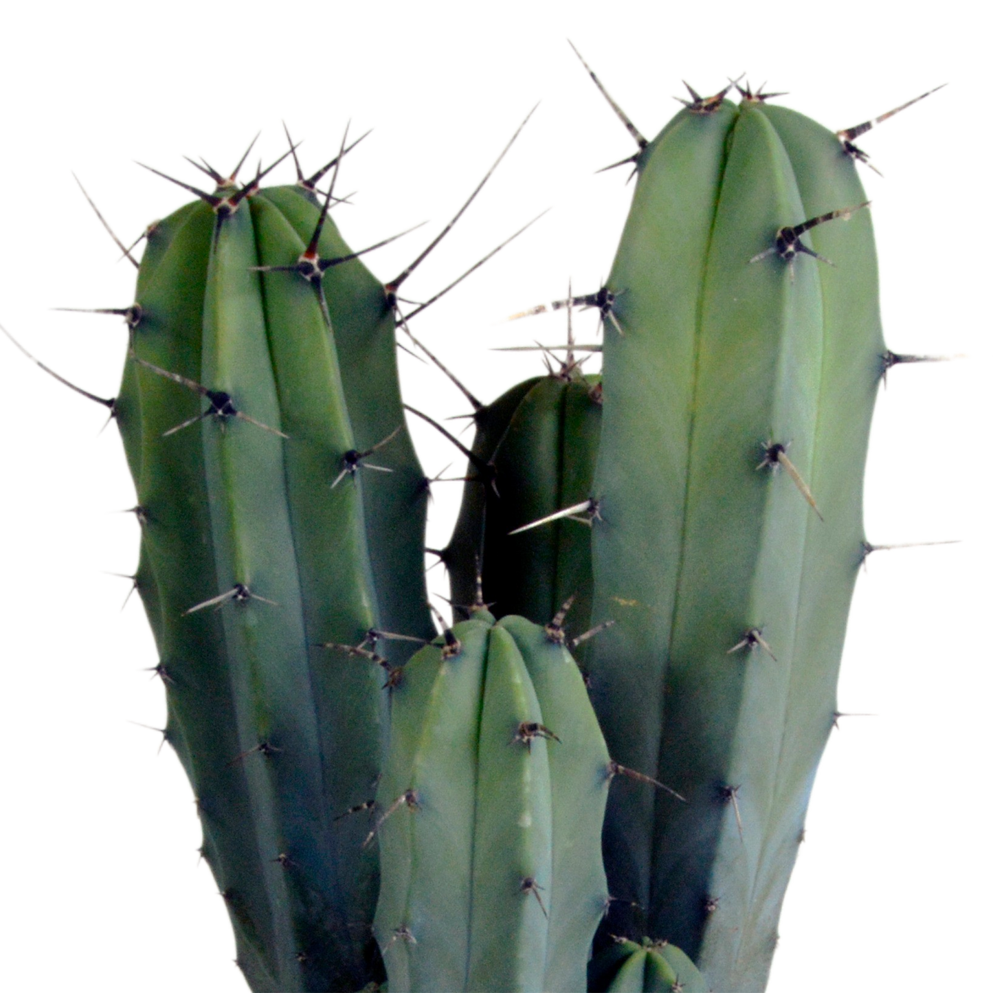 Myrtillocactus geometrizans 17 cm – pflegeleichter Säulenkaktus