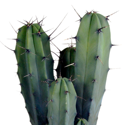 Myrtillocactus geometrizans 17 cm – pflegeleichter Säulenkaktus