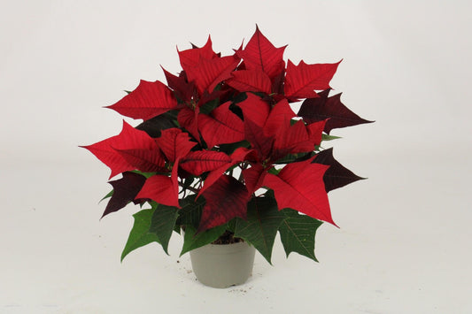 Kayla Red 'Special Leaves' – Exotische Zimmerpflanze Ø13cm