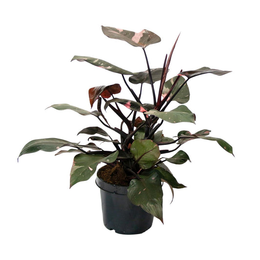 Philodendron Pink Princess – pflegeleichte Zimmerpflanze Ø21cm