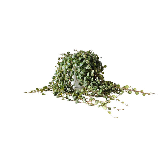 Peperomia Prostrata – Pflegeleichte Zimmerpflanze Ø11cm