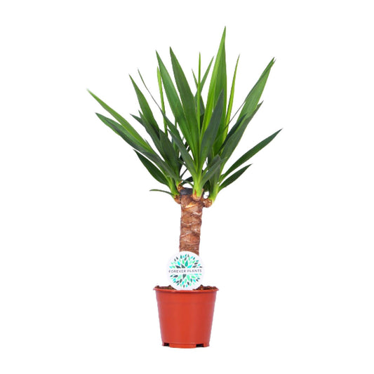 Yucca – Pflegeleichte Zimmerpflanze Ø14cm, 60cm hoch