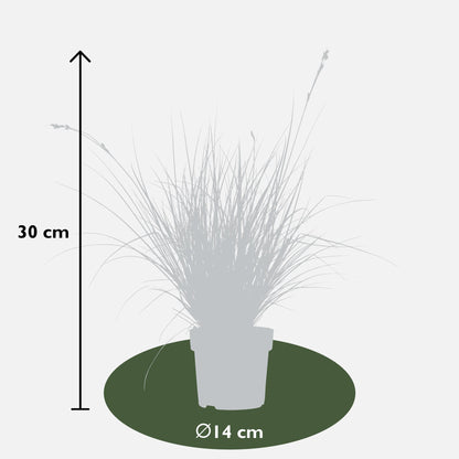 5er Set Carex Mix – Pflegeleichte Ziergräser Ø14cm