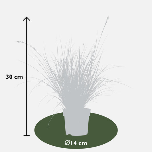 5er Set Carex Mix – Pflegeleichte Ziergräser Ø14cm