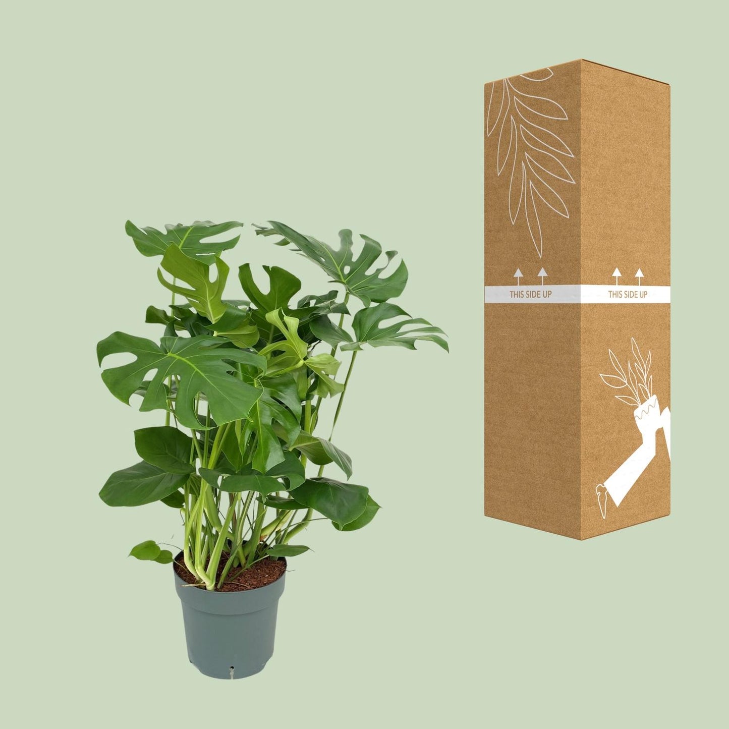Monstera Deliciosa – Pflegeleichte Tropische Zimmerpflanze 100 cm