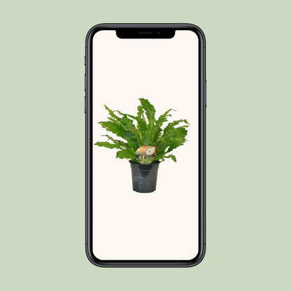 Asplenium Campio – Pflegeleichter Zimmerfarn Ø17cm
