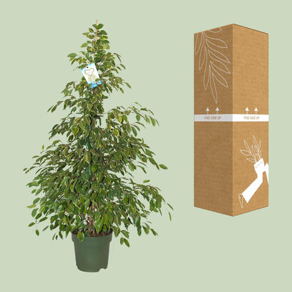 Ficus Benjamina Golden King – Pflegeleichte Zimmerpflanze Ø27cm