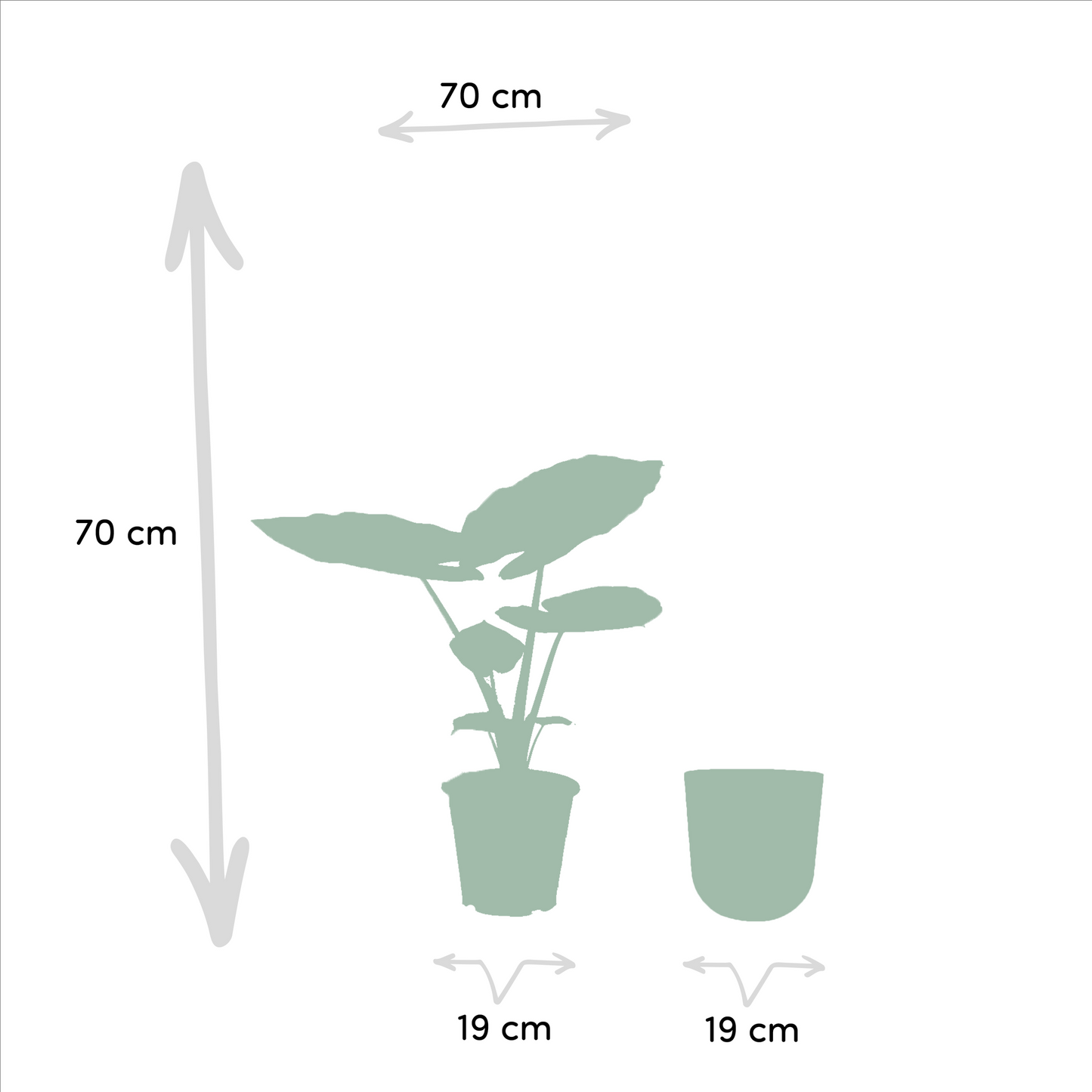 Alocasia Macrorrhiza – Elefantenohr Zimmerpflanze Ø19cm