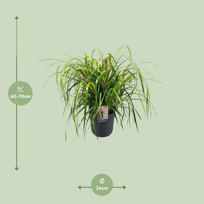 Billbergia Nutans 'Tears Of Joy' – Tropische Zimmerpflanze Ø24cm
