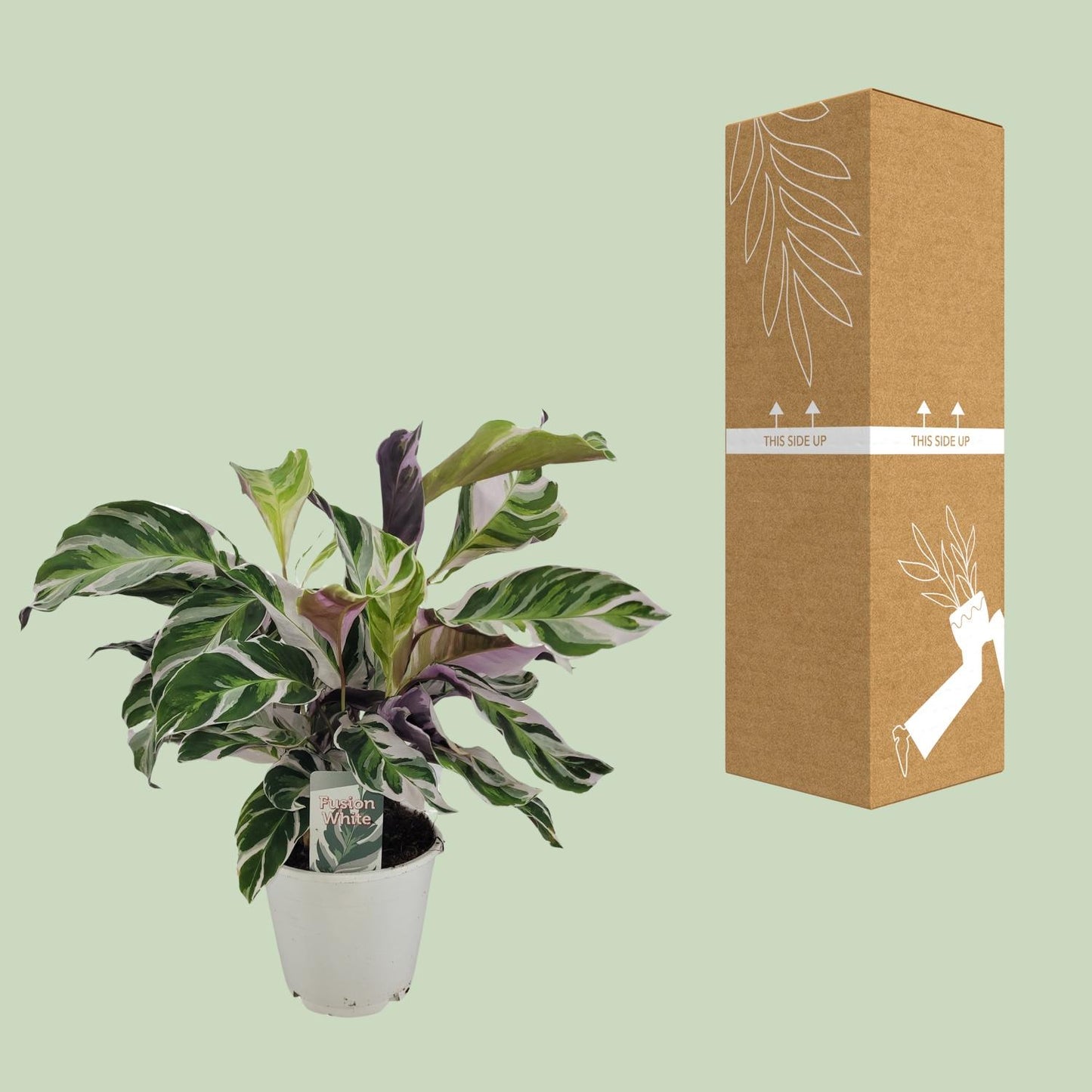 Korbmarante White Fusion – Exotische, pflegeleichte Zimmerpflanze Ø14cm