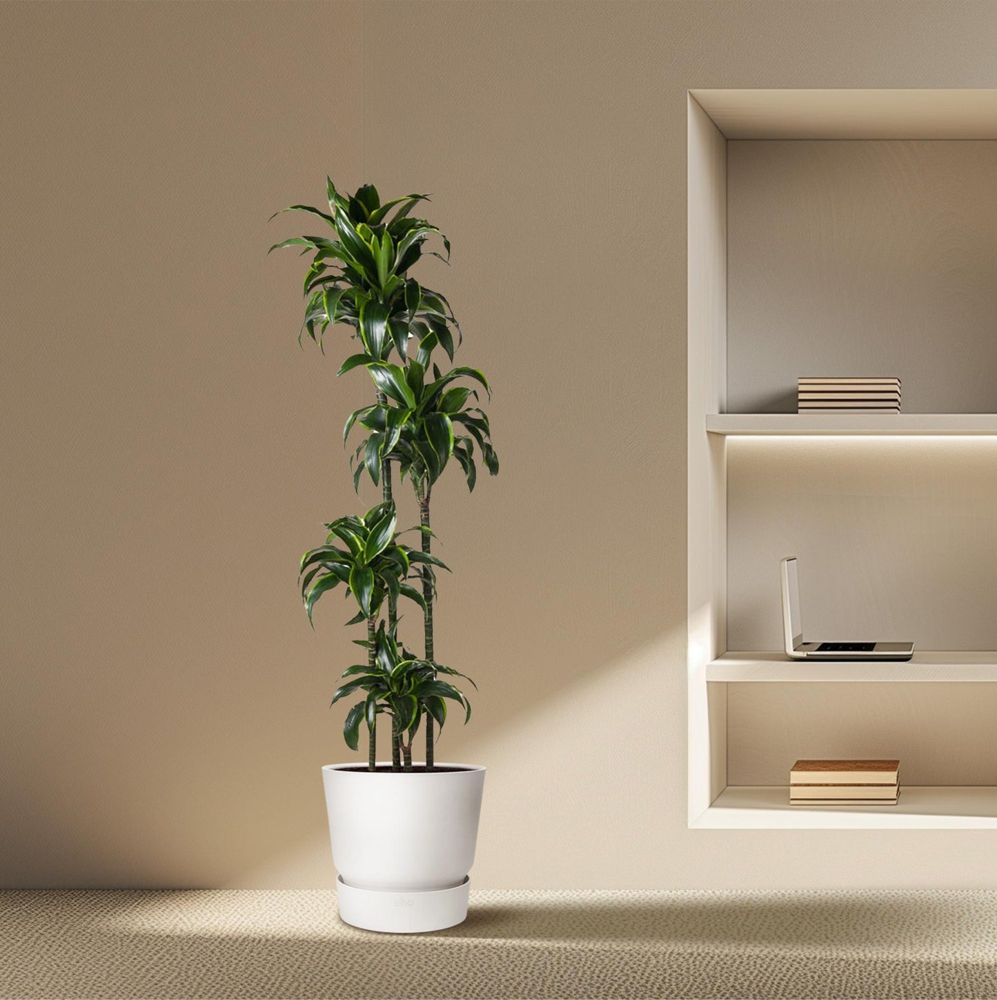 Dracaena Dorado – 170 cm – pflegeleichte Zimmerpflanze