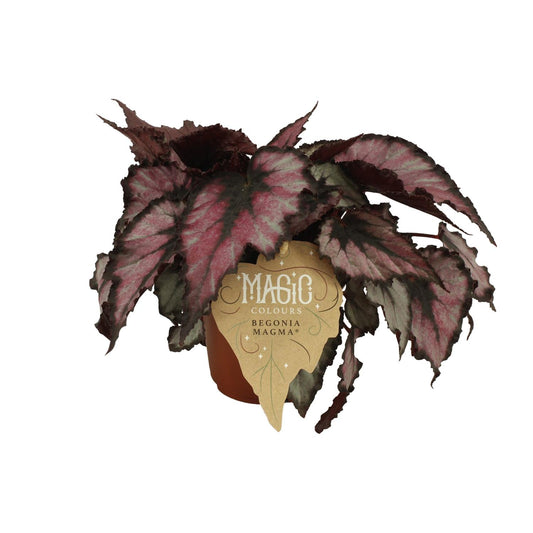 Begonia Rex Magma – Exotische Königs-Begonie 12cm Topf