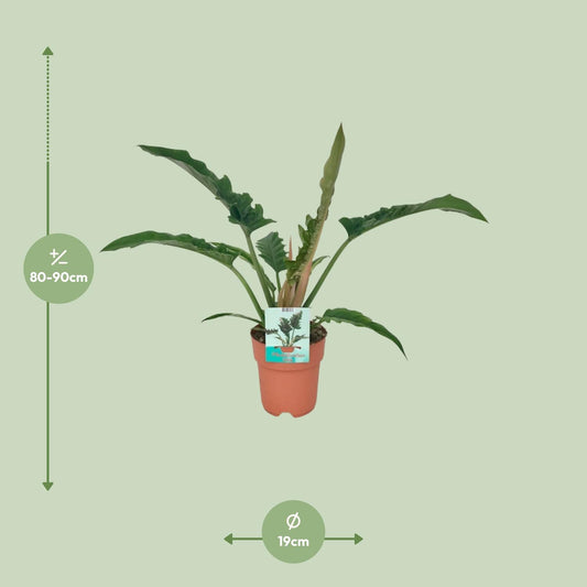 Philodendron Narrow – Pflegeleichte Zimmerpflanze Ø19cm
