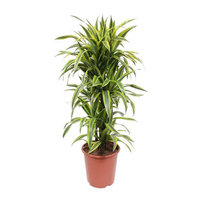 Drachenbaum Lemon Lime – Pflegeleichte Zimmerpflanze 110 cm