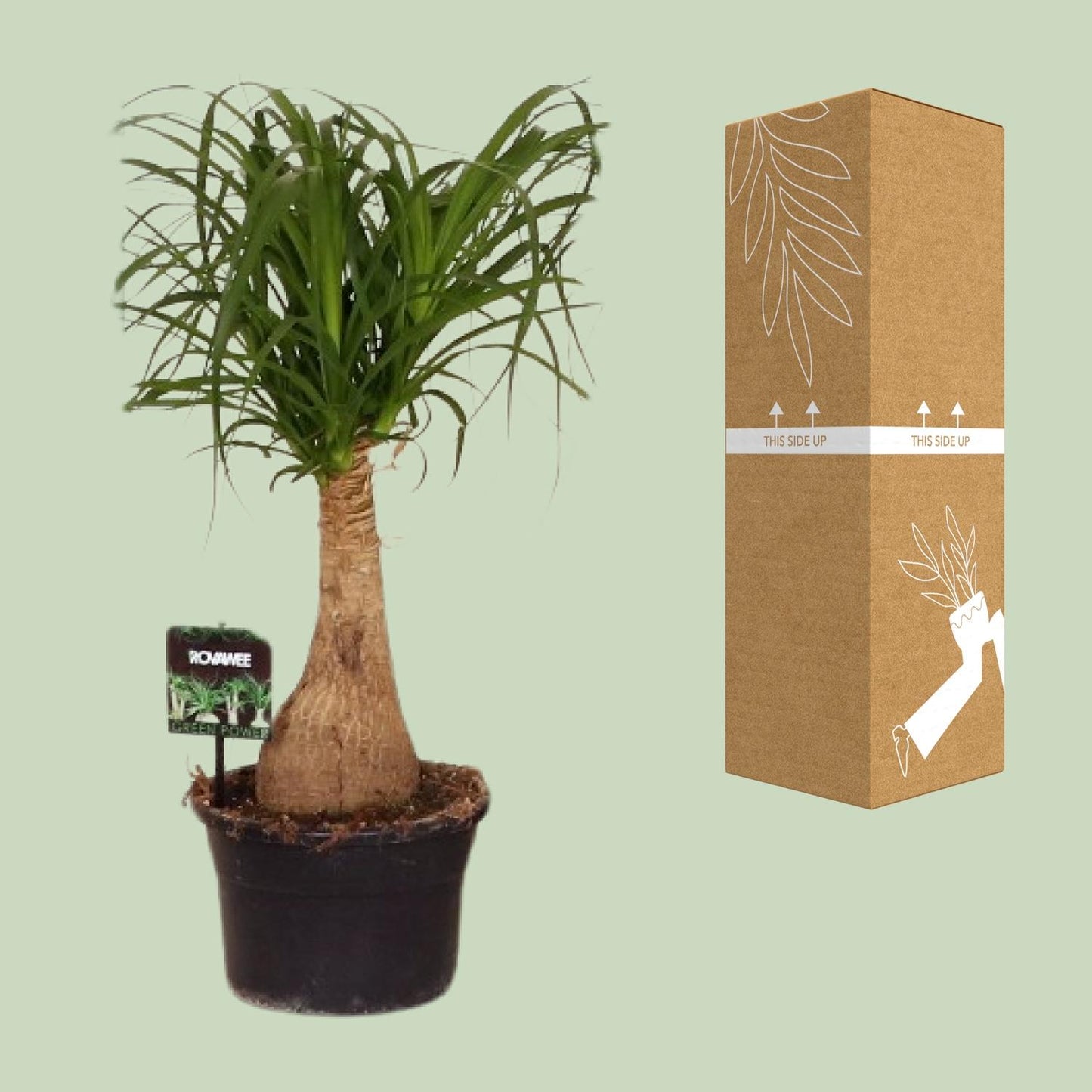 Beaucarnea Nolina – Pfiffiger Elefantenfuß Ø19 cm, 60 cm hoch