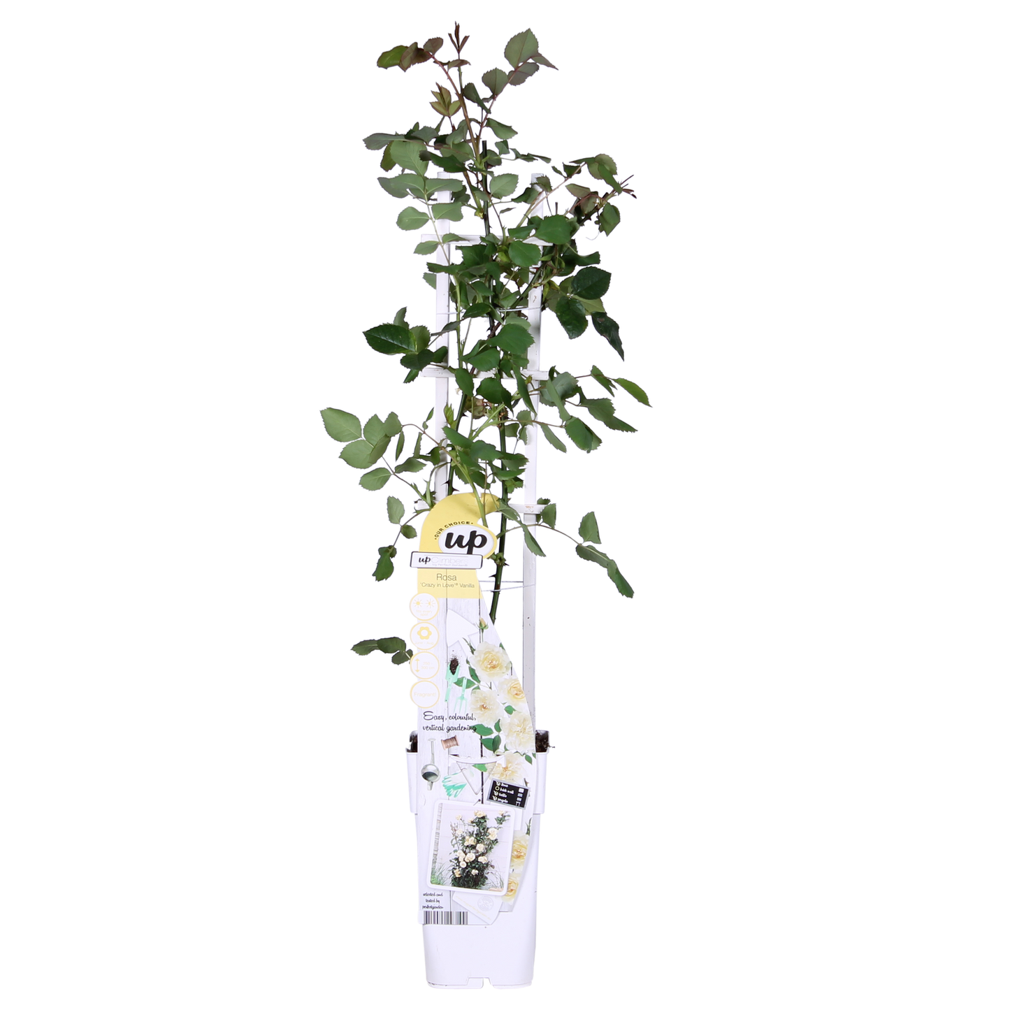 Kletterrose Crazy in Love 'Vanilla' – Creme-Weiß, 15cm Topf
