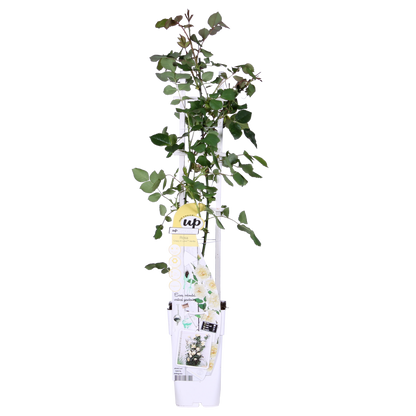 Kletterrose Crazy in Love 'Vanilla' – Creme-Weiß, 15cm Topf