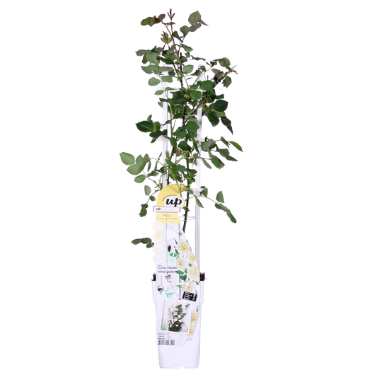 Kletterrose Crazy in Love 'Vanilla' – Creme-Weiß, 15cm Topf