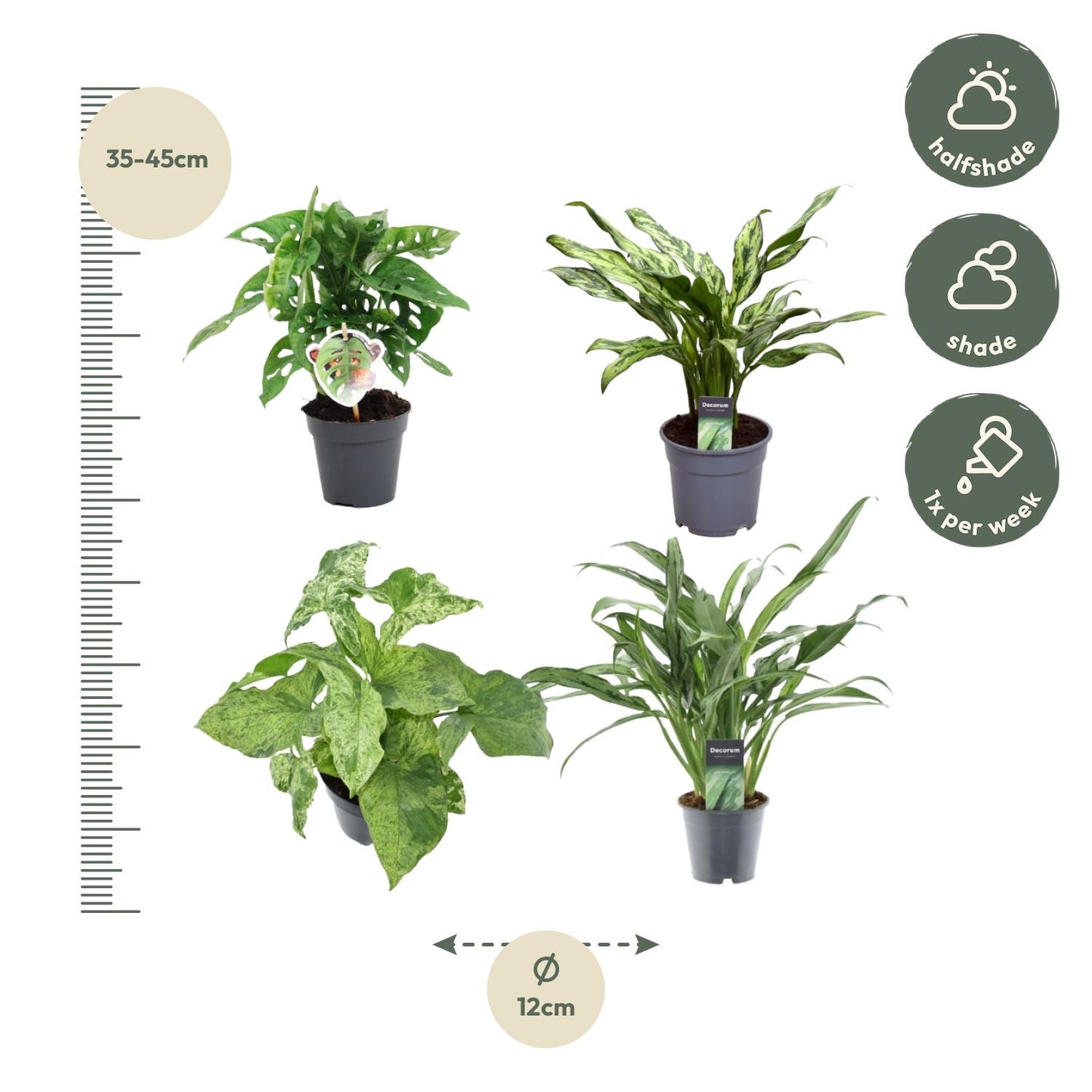 Grüner Pflanzenmix 4er Set – Monstera & Aglaonema