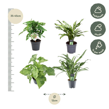 Grüner Pflanzenmix 4er Set – Monstera & Aglaonema