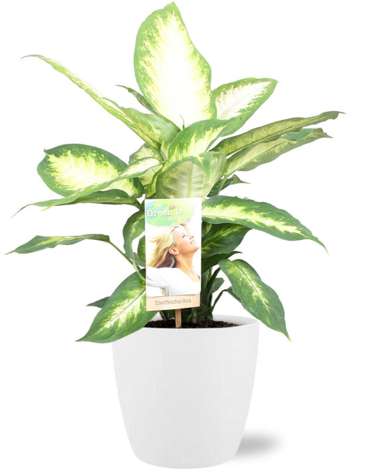 Dieffenbachia Camilla Ø17cm mit weißem Übertopf – pflegeleicht & dekorativ