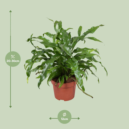 Microsorum diversifolium – Känguru-Farn Ø12cm, 25cm hoch