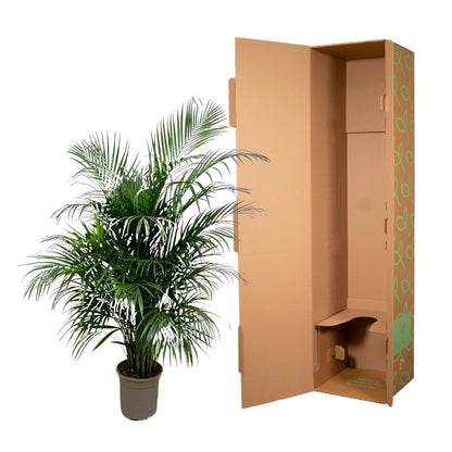 Dypsis Lutescens (Areca-Palme) 150 cm – pflegeleicht & robust