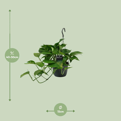 Scindapsus (Epipremnum) – pflegeleichte Zimmerpflanze Ø15cm
