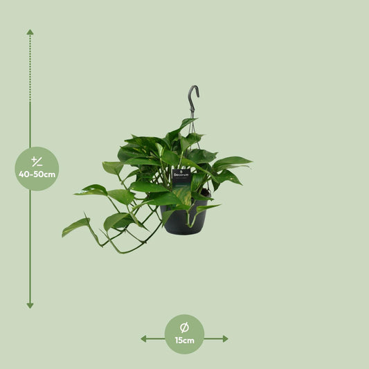 Scindapsus (Epipremnum) – pflegeleichte Zimmerpflanze Ø15cm