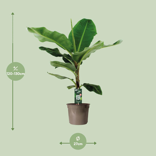 Zwerg-Banane 'Cavendish' – Exotische, pflegeleichte Zimmerpflanze Ø27cm, 130cm hoch