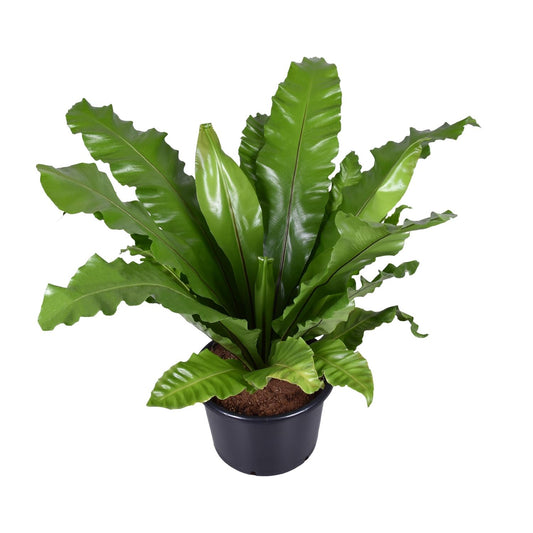 Asplenium Nidus – Nestfarn Ø37cm, Höhe 85cm, pflegeleicht