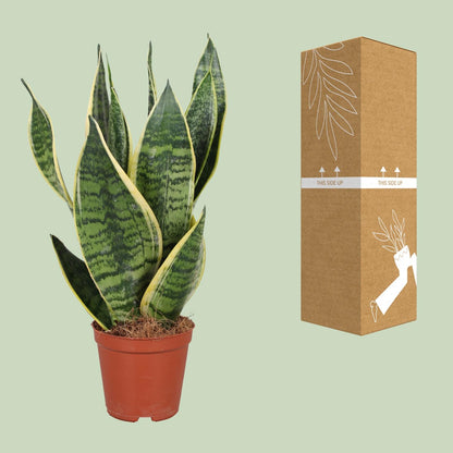 Sansevieria Trifasciata Futura Superba – Pflegeleichte Zimmerpflanze Ø12cm