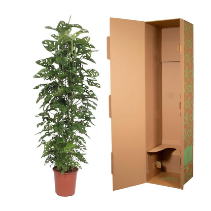 Monstera Monkey Leaf Zimmerpflanze mit Rankgitter 180 cm